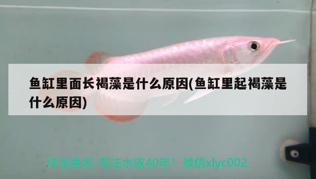 魚(yú)缸里面長(zhǎng)褐藻是什么原因(魚(yú)缸里起褐藻是什么原因) 帝王迷宮