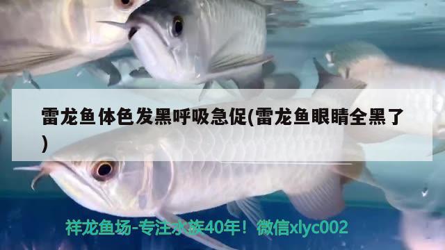 雷龍魚體色發(fā)黑呼吸急促(雷龍魚眼睛全黑了)