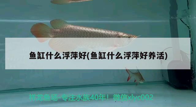 魚缸什么浮萍好(魚缸什么浮萍好養(yǎng)活) 黃金斑馬魚