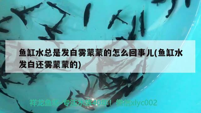 魚的舌頭作用是干嘛魚的舌頭作用是干嘛，煙臺金龍魚舌頭魚能冷凍嗎舌頭魚的作用是什么魚的舌頭 大白鯊魚 第2張