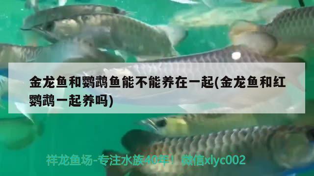 虎魚(yú)怎么總是頭朝上游 虎魚(yú)百科 第1張