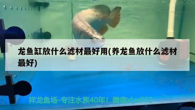 觀賞魚飼料推薦（觀賞魚飼料排名前十名） 觀賞魚飼料 第2張