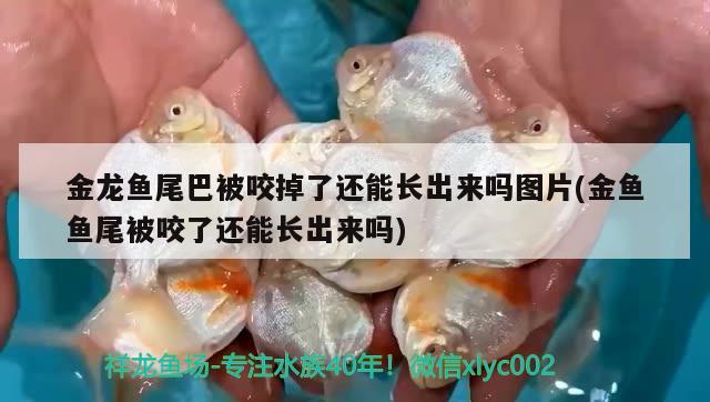 金龍魚尾巴被咬掉了還能長出來嗎圖片(金魚魚尾被咬了還能長出來嗎) 皇冠黑白魟魚