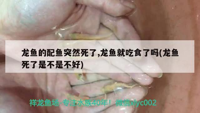 龍魚的配魚突然死了,龍魚就吃食了嗎(龍魚死了是不是不好) 噴點(diǎn)菠蘿魚