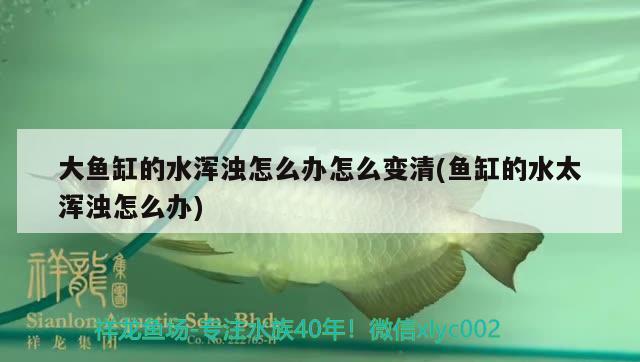 大魚缸的水渾濁怎么辦怎么變清(魚缸的水太渾濁怎么辦)