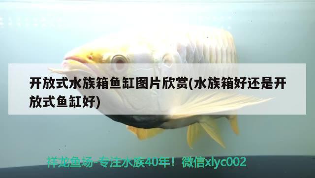 開放式水族箱魚缸圖片欣賞(水族箱好還是開放式魚缸好)