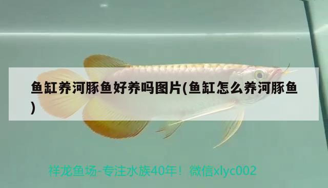 魚缸養(yǎng)河豚魚好養(yǎng)嗎圖片(魚缸怎么養(yǎng)河豚魚) 祥禾Super Red紅龍魚