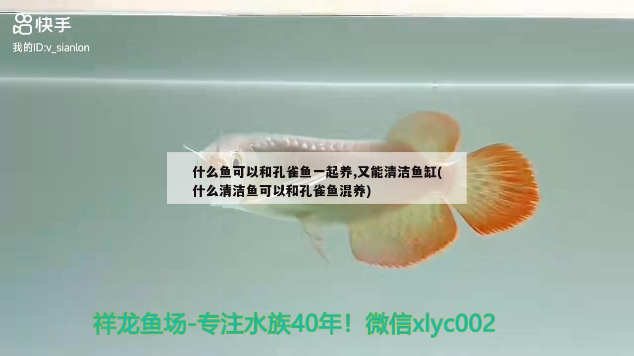 什么魚可以和孔雀魚一起養(yǎng),又能清潔魚缸(什么清潔魚可以和孔雀魚混養(yǎng)) 巴西亞魚苗