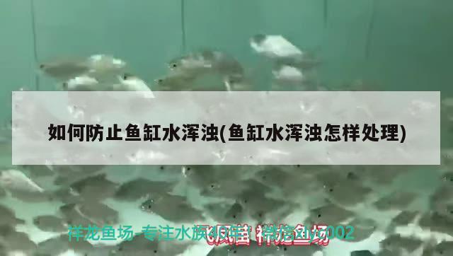 如何防止魚缸水渾濁(魚缸水渾濁怎樣處理)