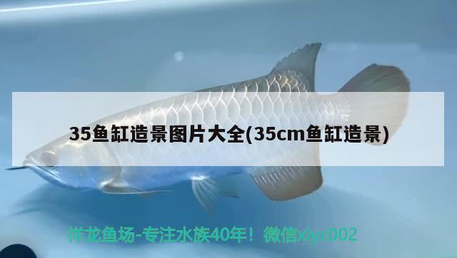 35魚缸造景圖片大全(35cm魚缸造景)