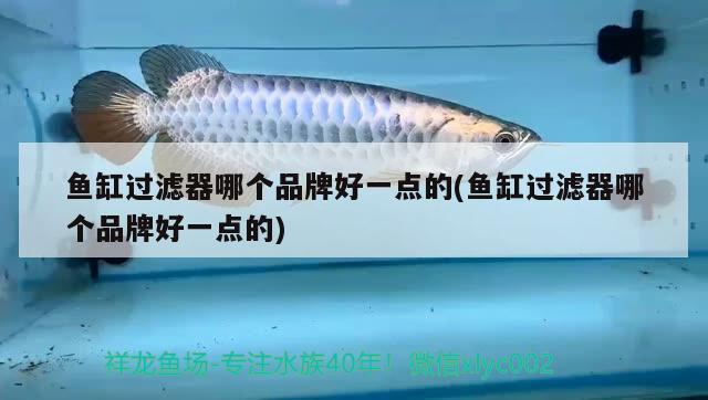 魚缸過濾器哪個品牌好一點(diǎn)的(魚缸過濾器哪個品牌好一點(diǎn)的) 祥龍金禾金龍魚