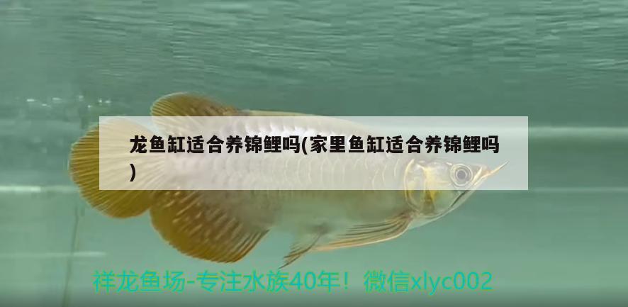 龍魚缸適合養(yǎng)錦鯉嗎(家里魚缸適合養(yǎng)錦鯉嗎) 泰國(guó)雪鯽魚