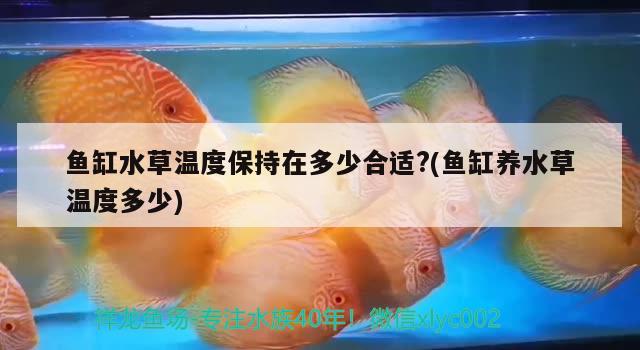 魚(yú)缸水草溫度保持在多少合適?(魚(yú)缸養(yǎng)水草溫度多少) 水草