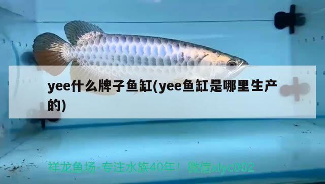 yee什么牌子魚缸(yee魚缸是哪里生產(chǎn)的)