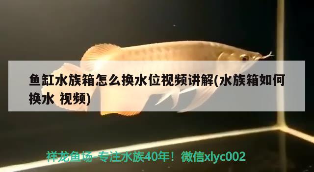 魚缸水族箱怎么換水位視頻講解(水族箱如何換水視頻)