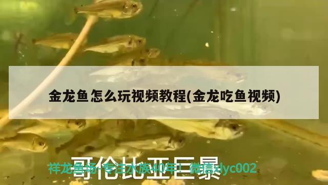 沛縣水族店(沛縣泓沛水族館) 祥龍龍魚魚糧 第1張