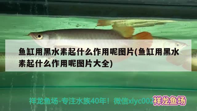 魚缸用黑水素起什么作用呢圖片(魚缸用黑水素起什么作用呢圖片大全) 黑水素