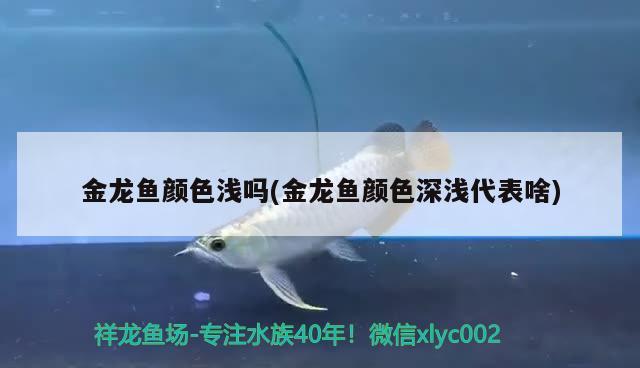 金龍魚顏色淺嗎(金龍魚顏色深淺代表啥) 財神鸚鵡魚