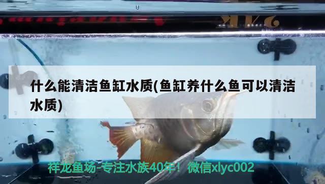 什么能清潔魚缸水質(zhì)(魚缸養(yǎng)什么魚可以清潔水質(zhì)) 觀賞魚飼料