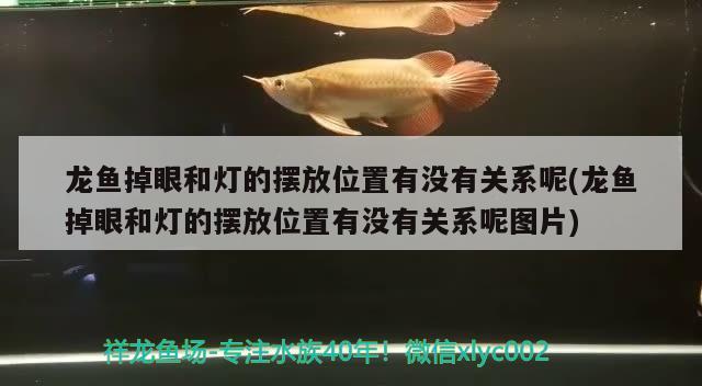 蘭州城關(guān)區(qū)雁灘花魚市場沈凡水族店 全國水族館企業(yè)名錄 第3張