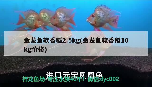 金龍魚軟香稻2.5kg(金龍魚軟香稻10kg價格) 球鯊魚