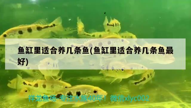 魚(yú)缸上的燈是干嘛用的呢(魚(yú)缸里的燈是干嘛用的)