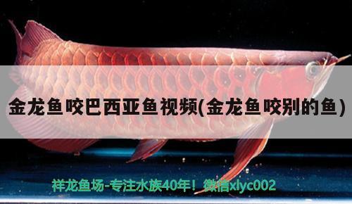 金龍魚(yú)咬巴西亞魚(yú)視頻(金龍魚(yú)咬別的魚(yú)) 巴西亞魚(yú) 第2張