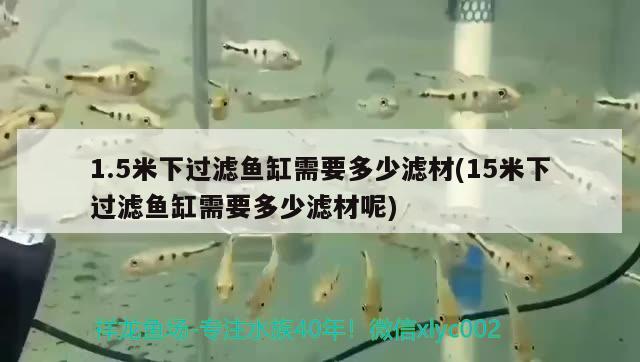 觀賞魚不喂的情況下能活幾天觀賞魚怎么喂食長得好 白條過背金龍魚 第2張