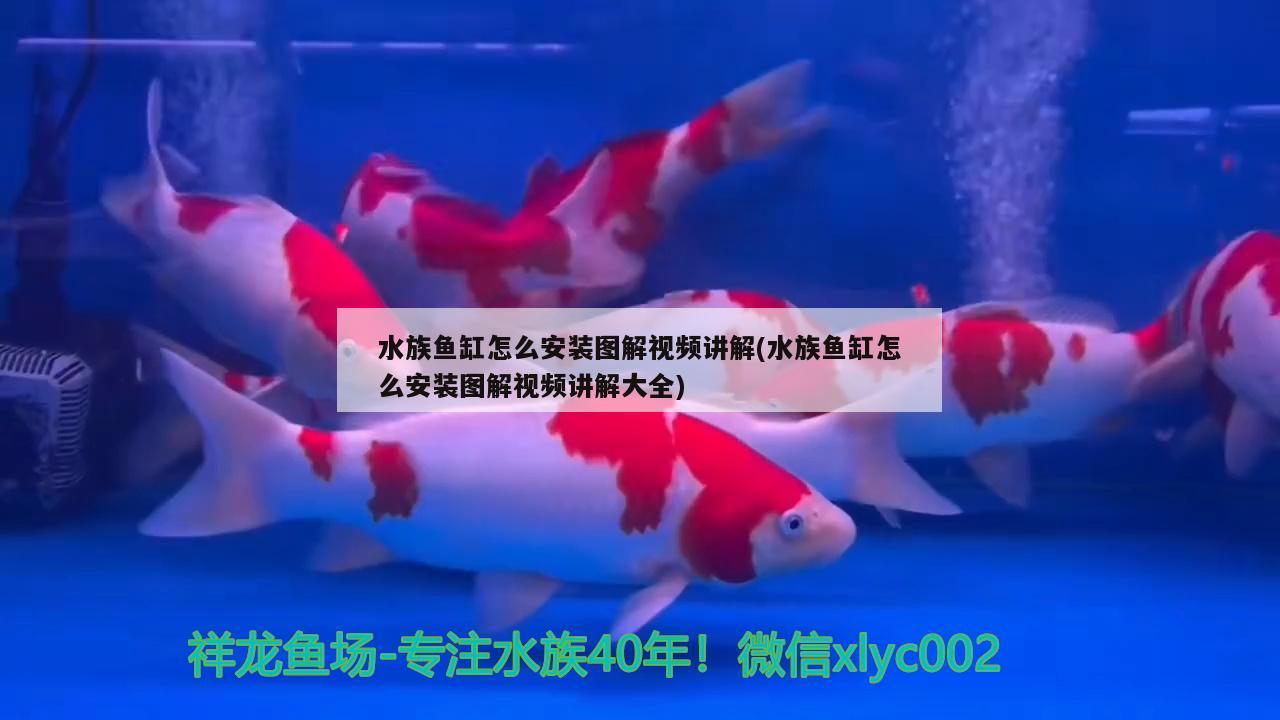 水族魚缸怎么安裝圖解視頻講解(水族魚缸怎么安裝圖解視頻講解大全) 雪龍魚