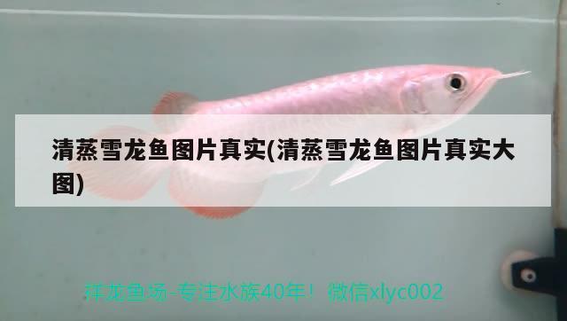 打架出40+虎魚 虎魚百科 第2張