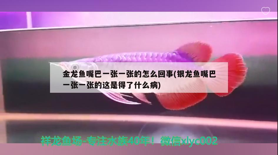 金龍魚嘴巴一張一張的怎么回事(銀龍魚嘴巴一張一張的這是得了什么病)