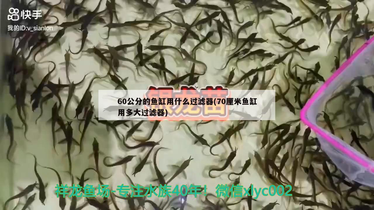 60公分的魚(yú)缸用什么過(guò)濾器(70厘米魚(yú)缸用多大過(guò)濾器) 大白鯊魚(yú)