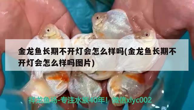 金龍魚長期不開燈會(huì)怎么樣嗎(金龍魚長期不開燈會(huì)怎么樣嗎圖片)