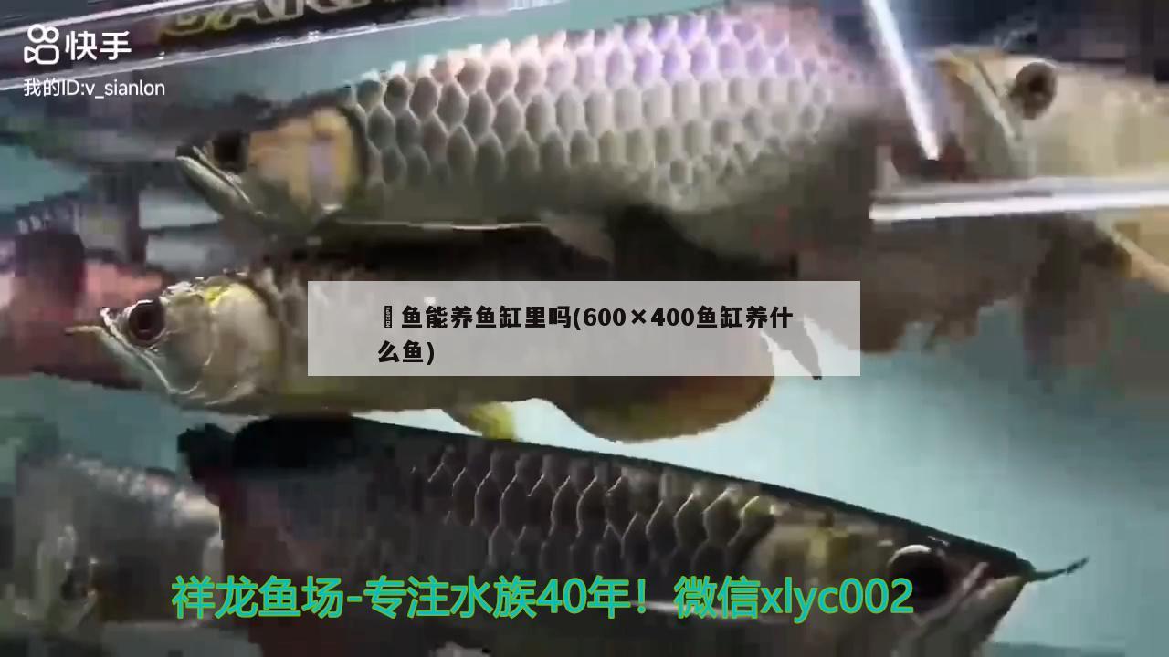 家庭養(yǎng)銀龍魚好嗎風水好嗎（養(yǎng)銀龍魚的風水學）