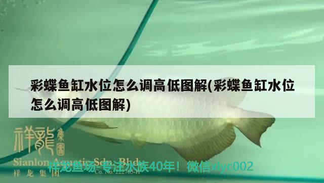 彩蝶魚缸水位怎么調(diào)高低圖解(彩蝶魚缸水位怎么調(diào)高低圖解)