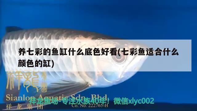 養(yǎng)七彩的魚缸什么底色好看(七彩魚適合什么顏色的缸) 金龍魚百科