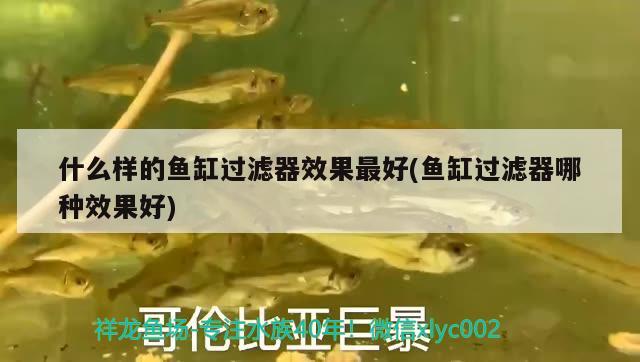 什么樣的魚(yú)缸過(guò)濾器效果最好(魚(yú)缸過(guò)濾器哪種效果好) 奈及利亞紅圓點(diǎn)狗頭