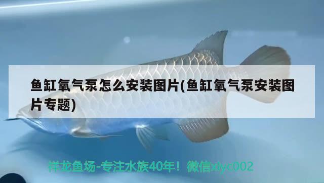 魚缸氧氣泵怎么安裝圖片(魚缸氧氣泵安裝圖片專題) 羽毛刀魚苗