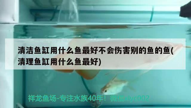 清潔魚(yú)缸用什么魚(yú)最好不會(huì)傷害別的魚(yú)的魚(yú)(清理魚(yú)缸用什么魚(yú)最好) 祥龍龍魚(yú)魚(yú)糧