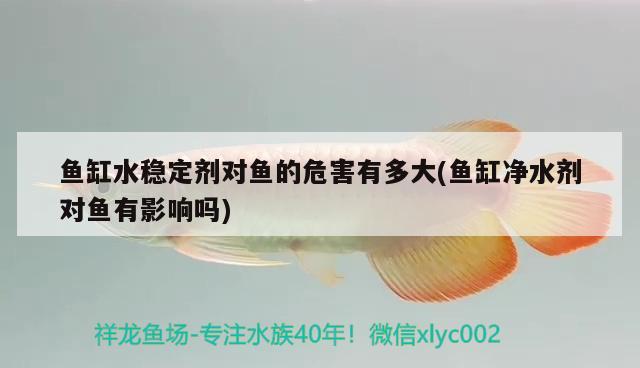 泰獅金魚喂食量怎么把握泰獅金魚的喂食量怎么把握，如何控制金魚的食量？ 蝴蝶鯉魚苗 第3張