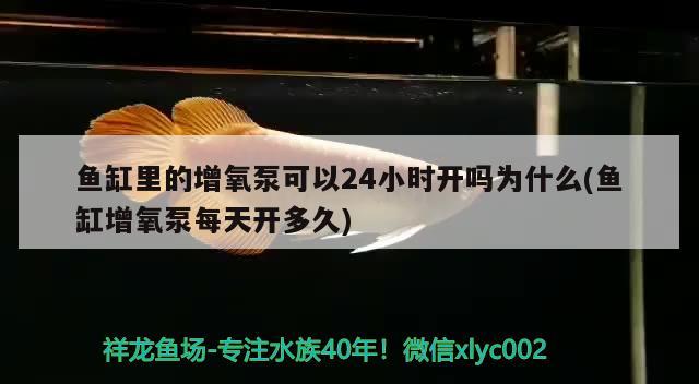 魚缸里的增氧泵可以24小時開嗎為什么(魚缸增氧泵每天開多久) 白化巴西龜（白巴） 第1張