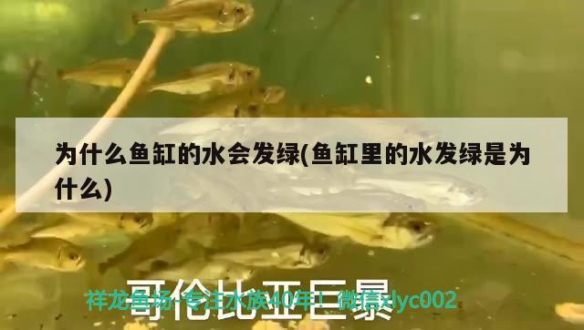 為什么魚缸的水會發(fā)綠(魚缸里的水發(fā)綠是為什么) 名貴錦鯉魚