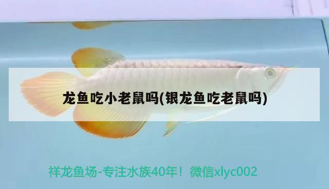 龍魚吃小老鼠嗎(銀龍魚吃老鼠嗎) 銀龍魚百科