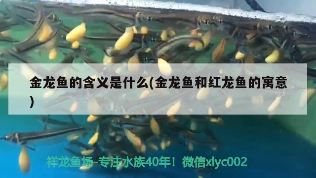 魚缸翻缸怎么消毒視頻（魚缸翻缸教程） 埃及神仙魚 第1張