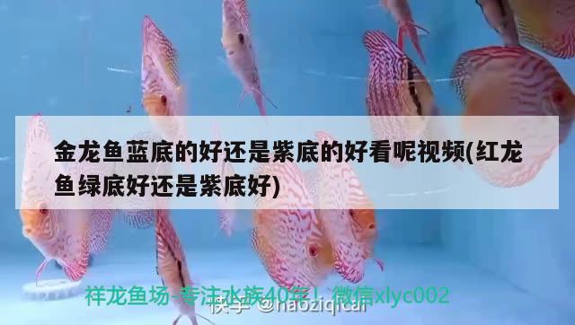 金龍魚(yú)藍(lán)底的好還是紫底的好看呢視頻(紅龍魚(yú)綠底好還是紫底好) 野彩魚(yú)