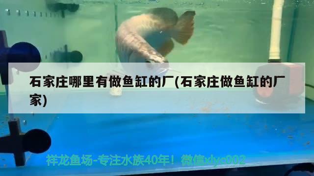 石家莊哪里有做魚缸的廠(石家莊做魚缸的廠家) 女王大帆魚