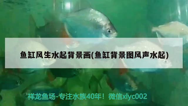 魚缸風(fēng)生水起背景畫(魚缸背景圖風(fēng)聲水起) 熱帶魚魚苗批發(fā)