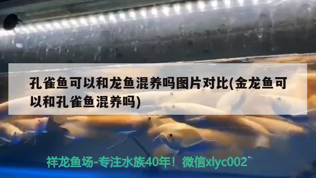 孔雀魚可以和龍魚混養(yǎng)嗎圖片對比(金龍魚可以和孔雀魚混養(yǎng)嗎) 杰西卡恐龍魚