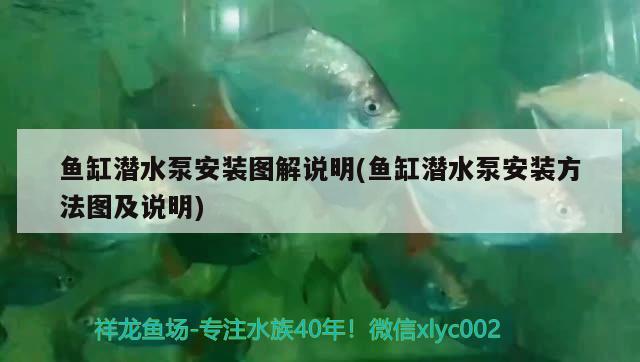 魚缸潛水泵安裝圖解說明(魚缸潛水泵安裝方法圖及說明)