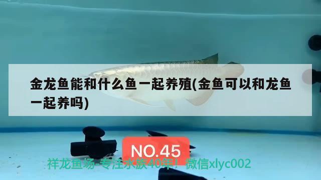 金龍魚能和什么魚一起養(yǎng)殖(金魚可以和龍魚一起養(yǎng)嗎)